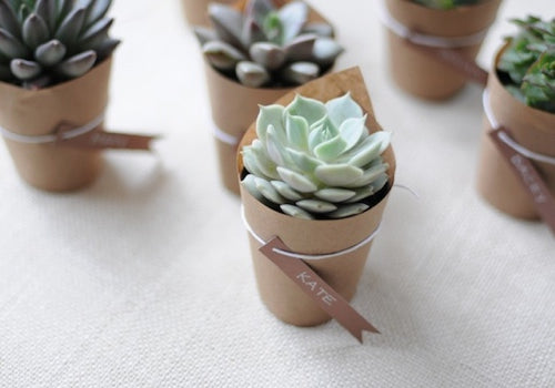 Wedding DIY succulent wedding favors